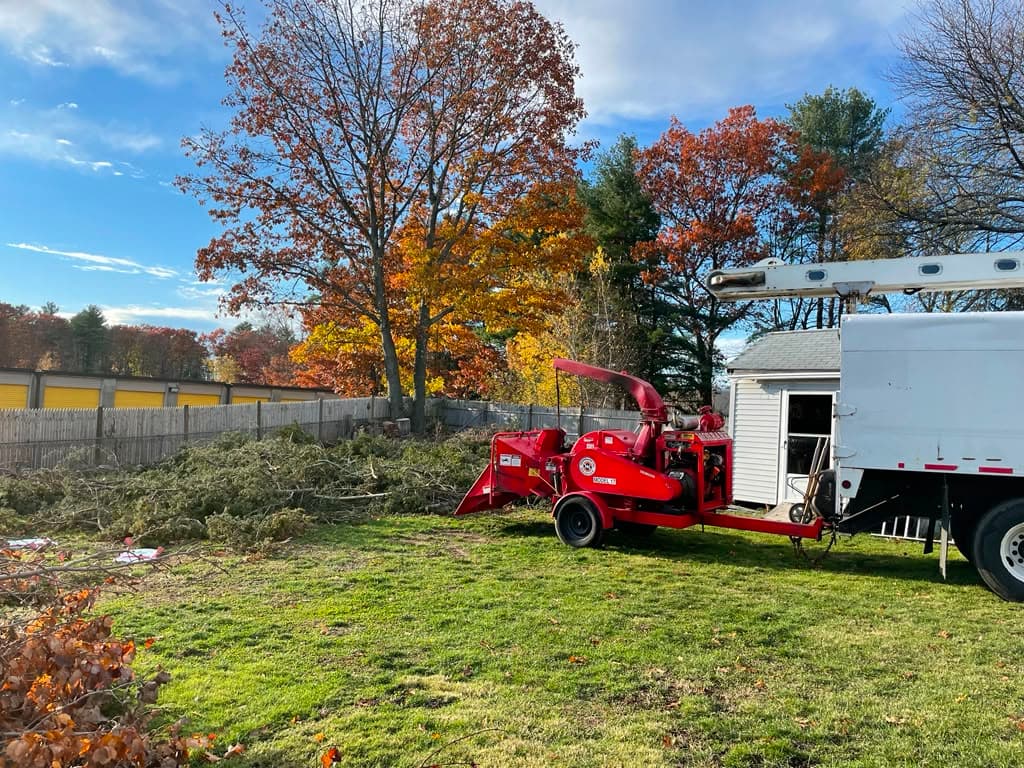Tree work by our crew